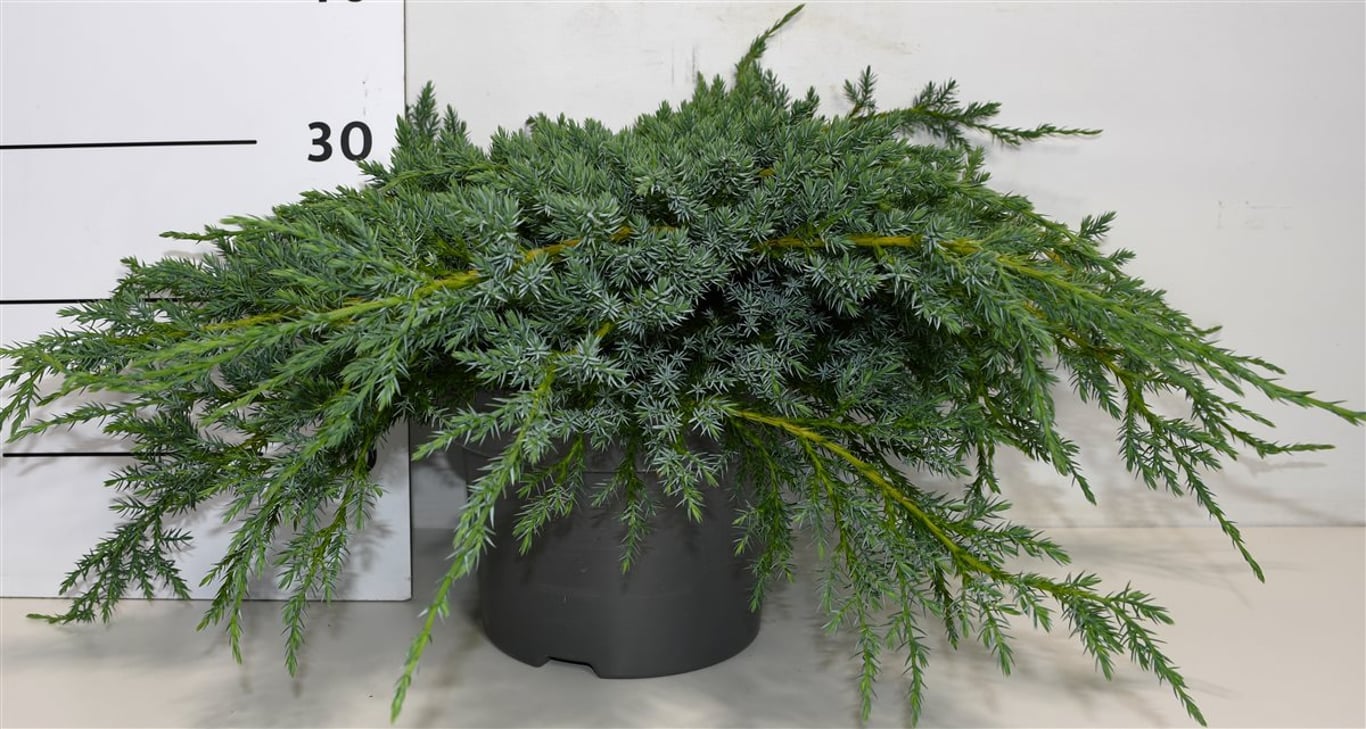 Juniperus squamata 'Blue Carpet' - C5 40-50 CM